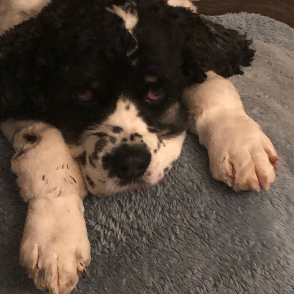 Meet your Posher, John - Picture 1 of 1